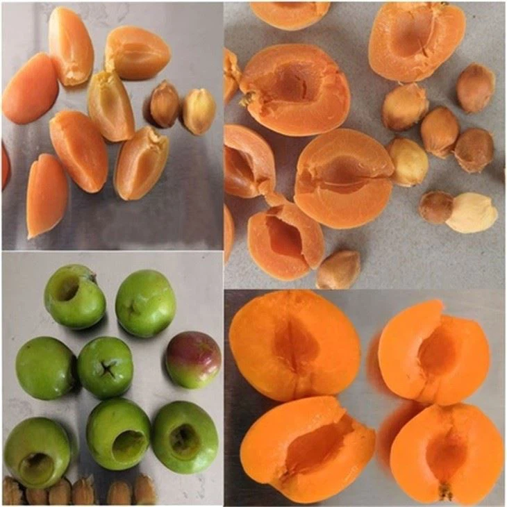 Apricot Core Stone Remover