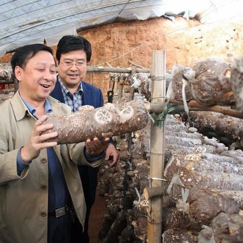 Mushroom Bag Filling Oyster Mushroom Bagging Machine